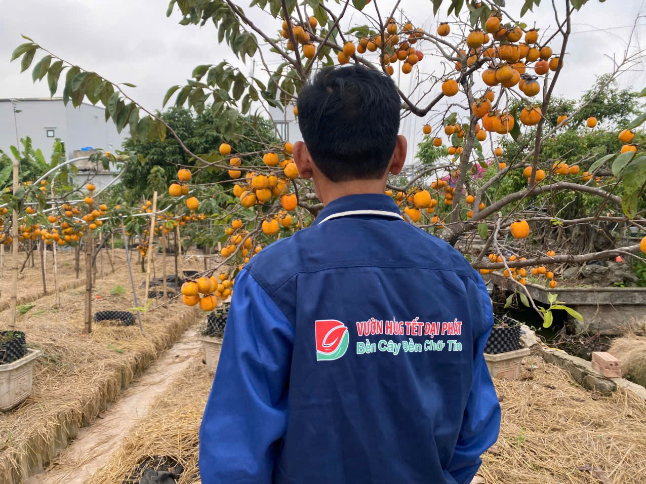 anh Trọng Đại - chủ của hàng ngàn gốc hồng cổ hải hậu